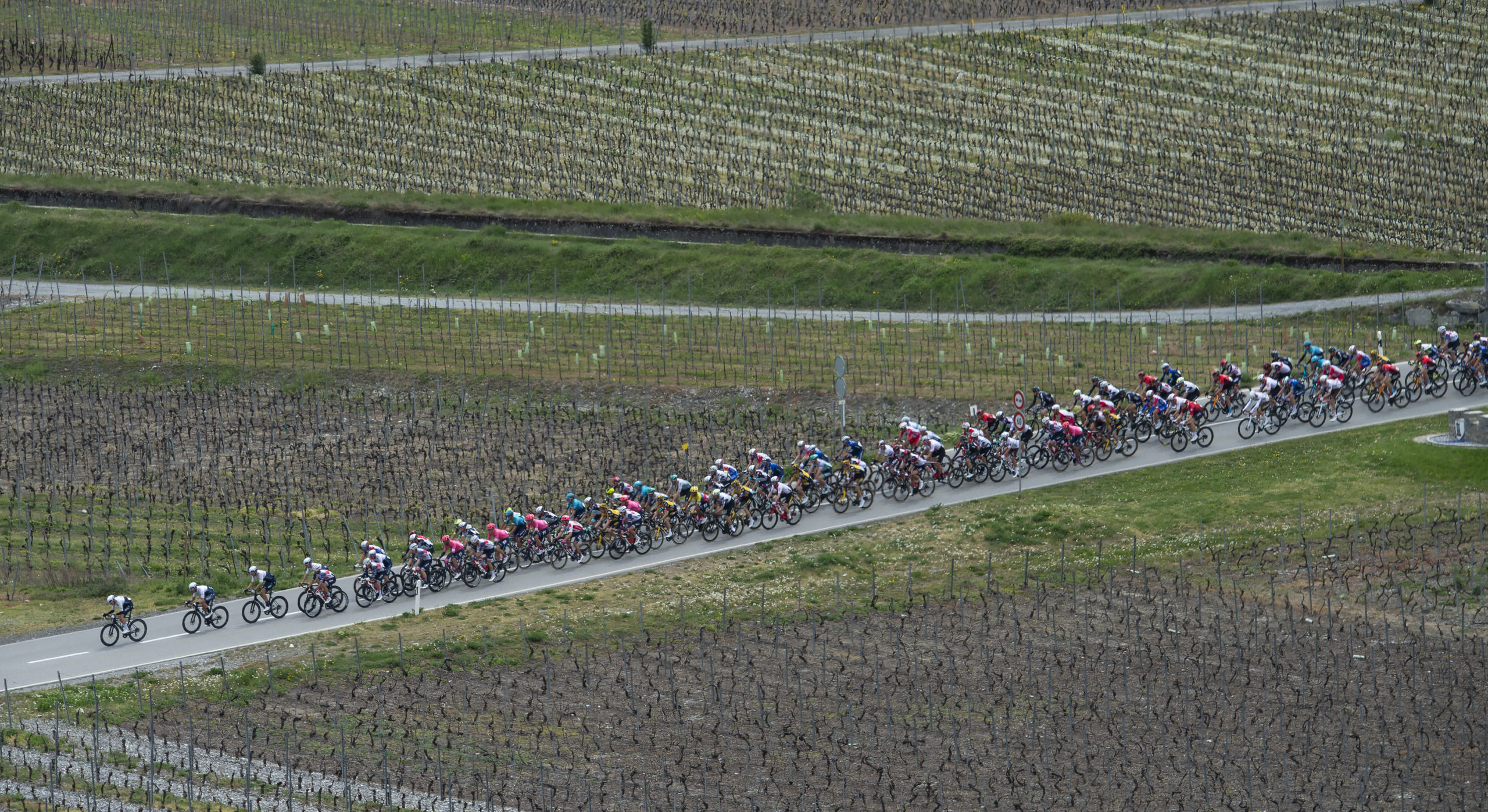 28.04.2021; Martigny; Radsport - Tour de Romandie 2021; 2. Etappe Aigle - Martigny Pack im Walliser Weinberg(Jean-Guy Python/freshfocus)