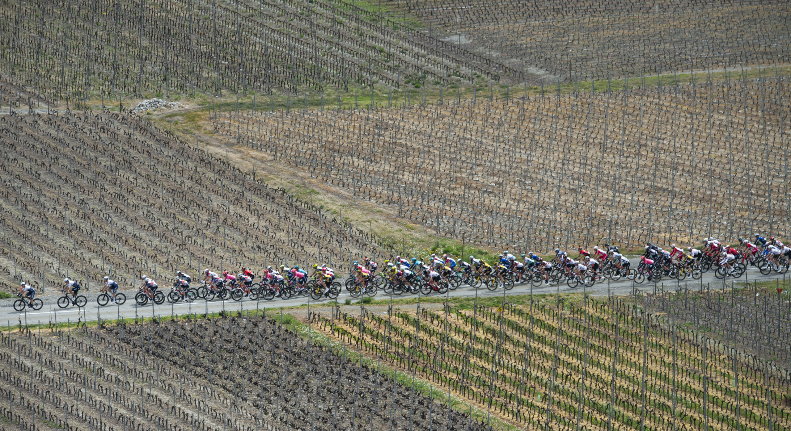 28.04.2021; Martigny; Radsport - Tour de Romandie 2021; 2. Etappe Aigle - Martigny Pack im Walliser Weinberg(Jean-Guy Python/freshfocus)